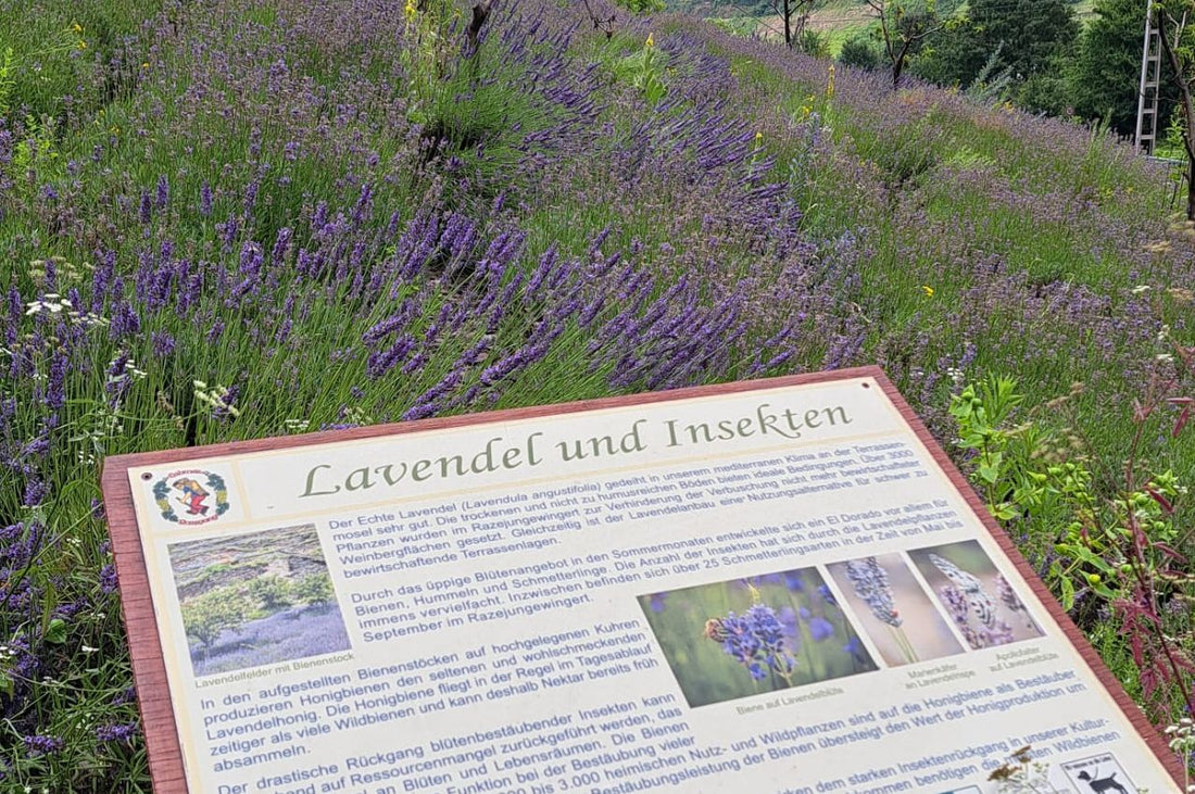 Lavendelveld bij C. Kloss, producent van sparkling tea