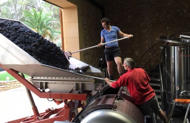 Binnenkomst van de mourvèdre-oogst