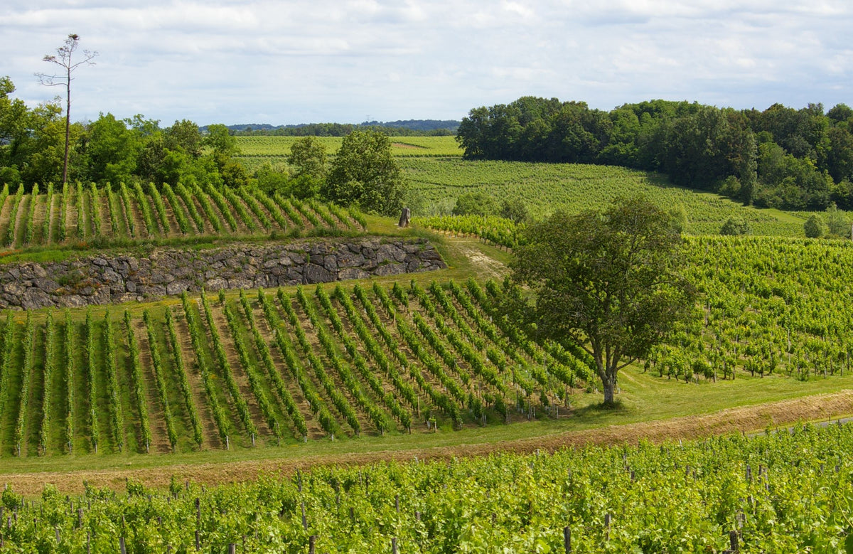 Uitzicht op de wijngaarden in Fronsac