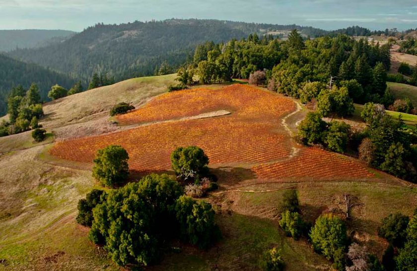 Wijngaard McDougall Ranch in Sonoma Coast