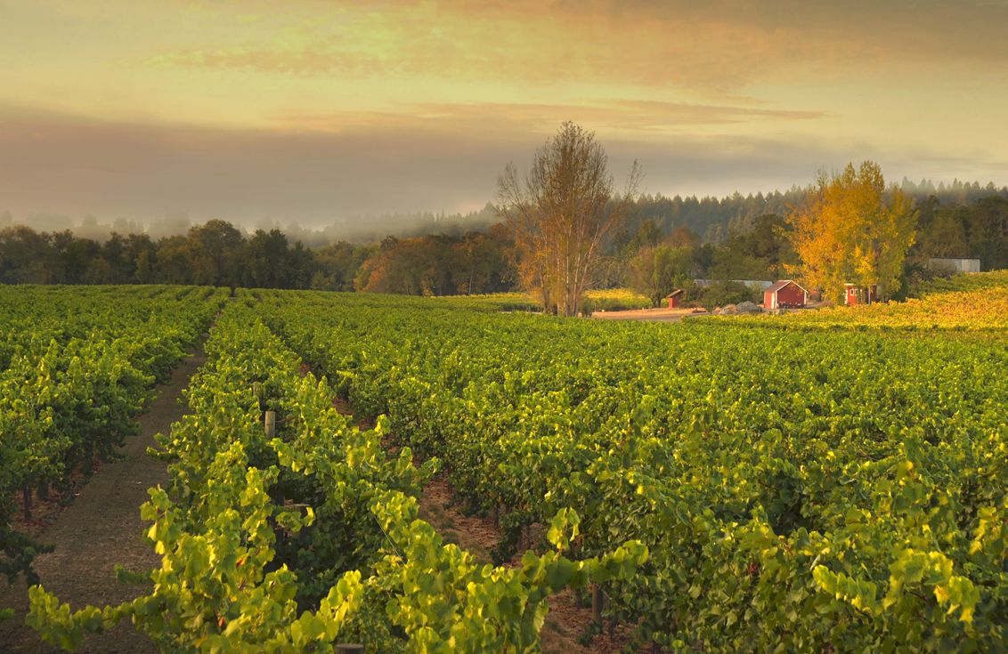 Wijngaard Westside Farms in Russian River Valley