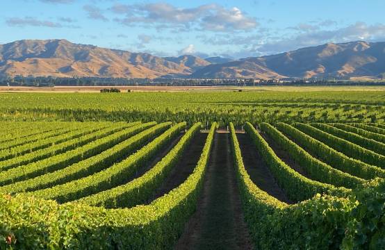 Wijngaard in Marlborough