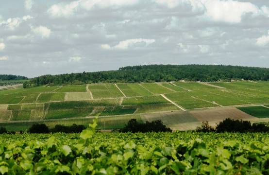 Uitzicht op premier cru Mont de Milieu